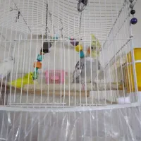 عروس هلندی  معاوضه با سهره قناری