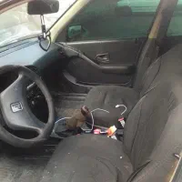 پز مو نه|خودرو سواری و وانت|رینه, |دیوار