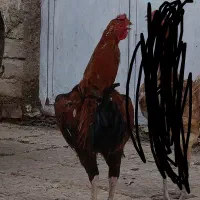 لاری فروش فوری