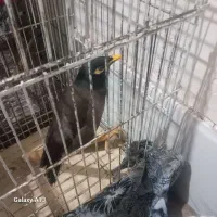 مرغ مینا سخنگو