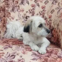 سگ خونگی واکسن زده