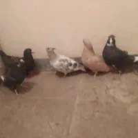 کبوتر.کفتر .پرنده|پرنده|راین, |دیوار