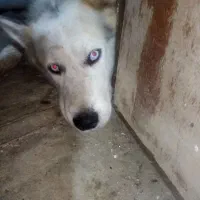 سگ نگهبان