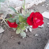 باغ ویلا فروشی