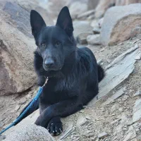 ژرمن بلک شولاین