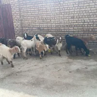 ۱۵عدد بزغاله