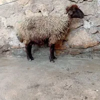 یک میش