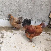 یک جفت مرغ ابریشمی