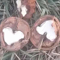 گردو عال شده تمیز و سفید