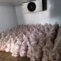 جویای کار قطعه بندی مرغ شب کاری