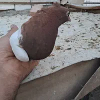 جفت سینه ای