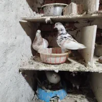 یک جفت همای ناز به شرط جوجه عالی