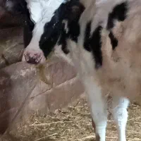 گاو ماده|حیوانات مزرعه|شوط, |دیوار