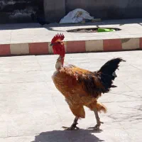 خروس دورگ برهما