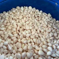 پخش سیر پوست کنده همدان