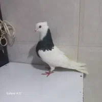 سلام طوقی ماده مشکی قیمت ۷۵۰ ظاهر باطن