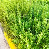 رزماری تازه