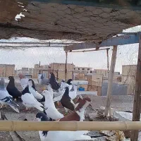 یه دسته کبوتر