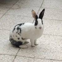 خرگوش|موش و خرگوش|اهواز, کیان اباد|دیوار