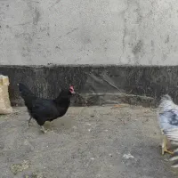 مرغ لاری و سیاه|حیوانات مزرعه|چناران, |دیوار