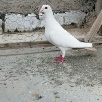 ماده دم زرد کرمانی اصیل