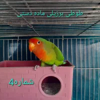 تعداد زیادی عروس هلندی نر و ماده سخنگو و دستی|پرنده|کرج, کلاک نو|دیوار