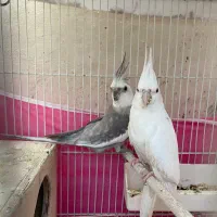 طوطی عروس مولد به شرط