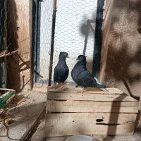 یک جفت دم سفید