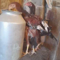 جوجه‌و‌خروس‌لاری‌ریش|حیوانات مزرعه|اردبیل, |دیوار