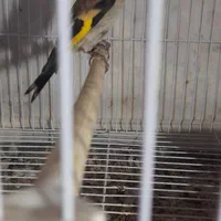 سهره