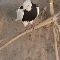 جفت‌طوقی‌کاکلی‌نروماده|پرنده|کاشمر, |دیوار
