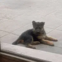 واگذاری ژرمن شپرد کلاسیک