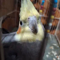 فروش عروس هلندی نر|پرنده|گرگان, |دیوار
