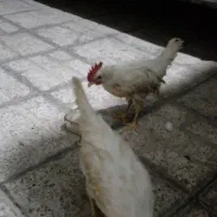 مرغ‌وخروس