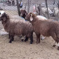 بره