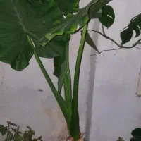 گل بابا آدم