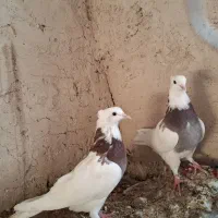 کبوتر|پرنده|ایوان, |دیوار