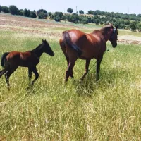 یک عد ماین با ماده