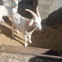 بزغاله نر سانن|حیوانات مزرعه|باخزر, |دیوار