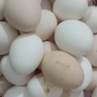 تخم مرغ محلی|حیوانات مزرعه|زرین دشت (فارس), |دیوار