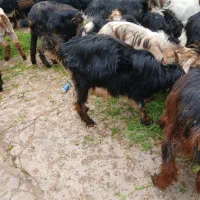 چند راس بز وبیگ|حیوانات مزرعه|دزفول, |دیوار