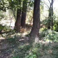 چوب بید و سپیدار|خدمات باغبانی و درختکاری|شیراز, شهرک والفجر|دیوار