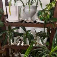 گل و گلدان با بهترین قیمت|گل و گیاه طبیعی|یزد, |دیوار