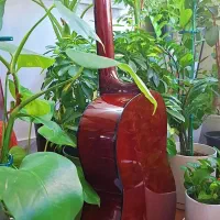 گیتار والنسیا CG160|گیتار، بیس، امپلیفایر|تهران, تهرانپارس شرقی|دیوار