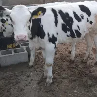 فروش دوگوساله ماده|حیوانات مزرعه|مرودشت, محمد آباد|دیوار