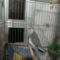 سه جفت عروس مولد امتحان پس داده|پرنده|محلات, |دیوار