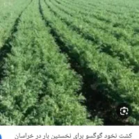 با سلام بذر نخود اصلاح شده خارجی درجه یک یک