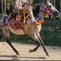 اسب کوردی 6 سال باری و سواری