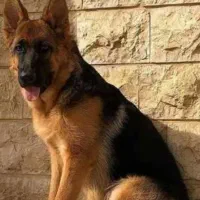 سگ ژرمن نر معاوضه با کبوتر