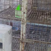 قفس|لوازم جانبی حیوانات|کارون, |دیوار